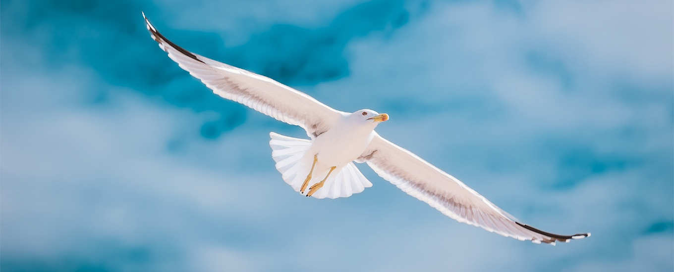 gaivota